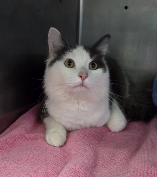 SEBASTIAN - Domestic Long Hair available for adoption