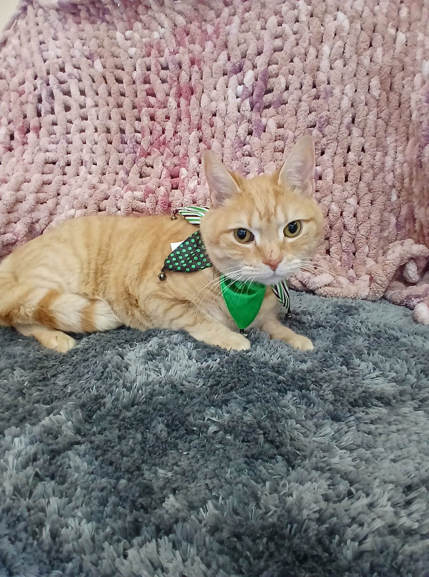 ORION - Tabby available for adoption