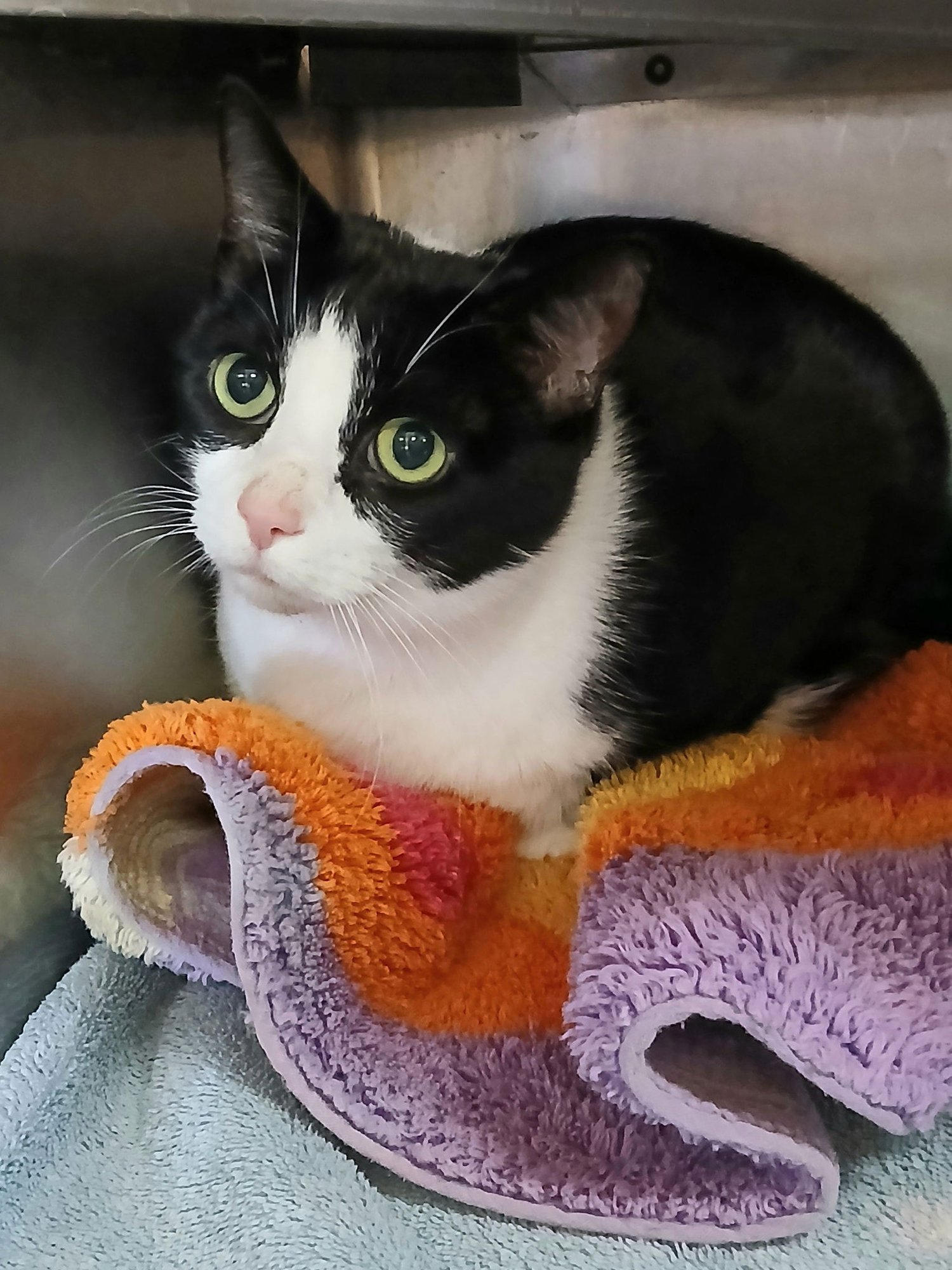 GOMEZ - Tuxedo available for adoption