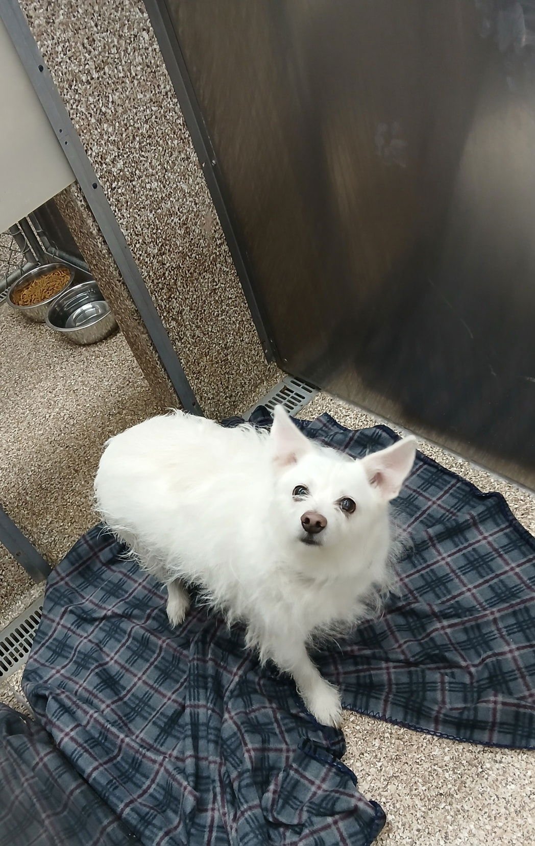 COTTON - Maltese / Terrier available for adoption