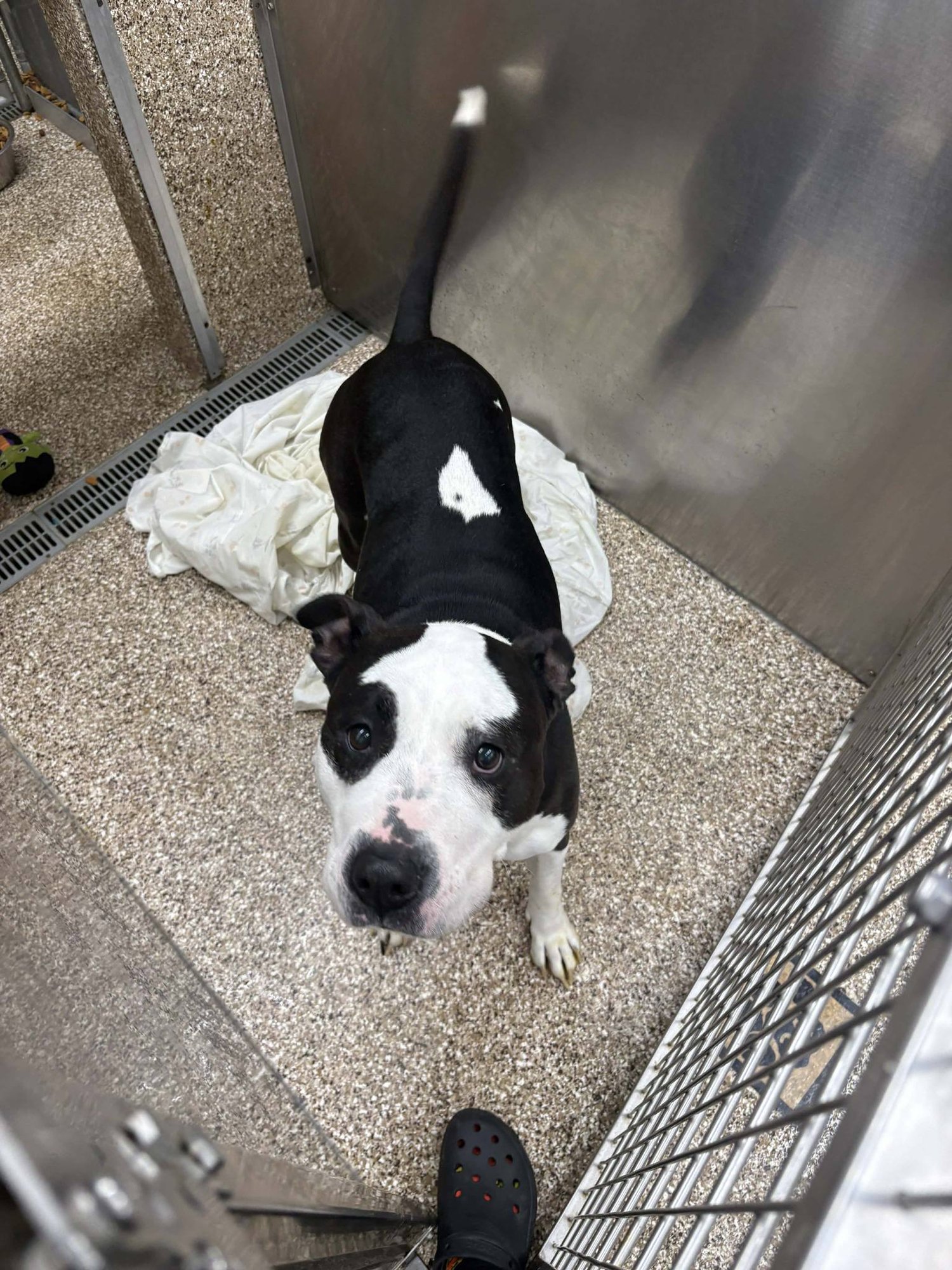 NOLA - Pit Bull Terrier available for adoption