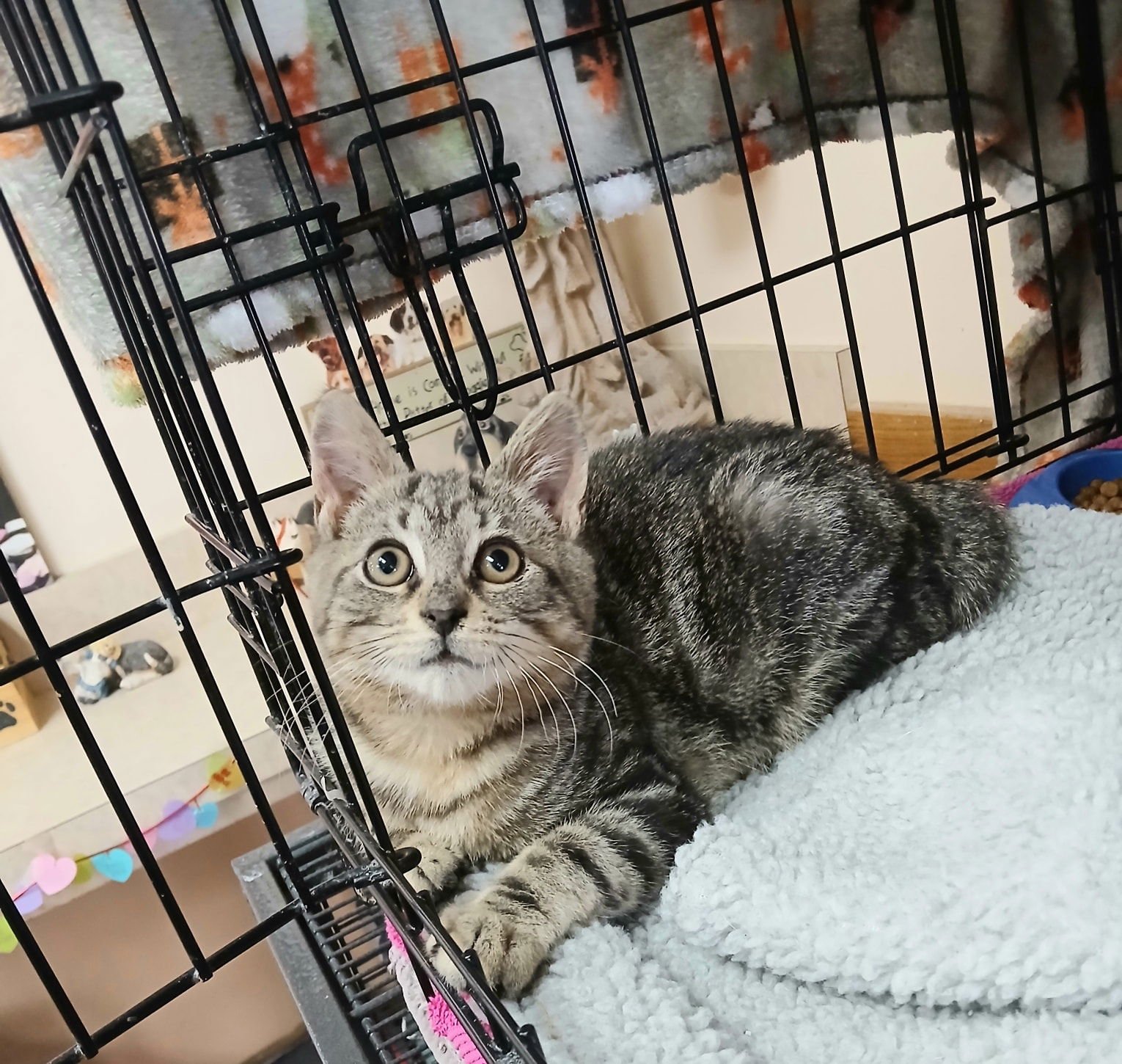 BANDIT - Tabby available for adoption