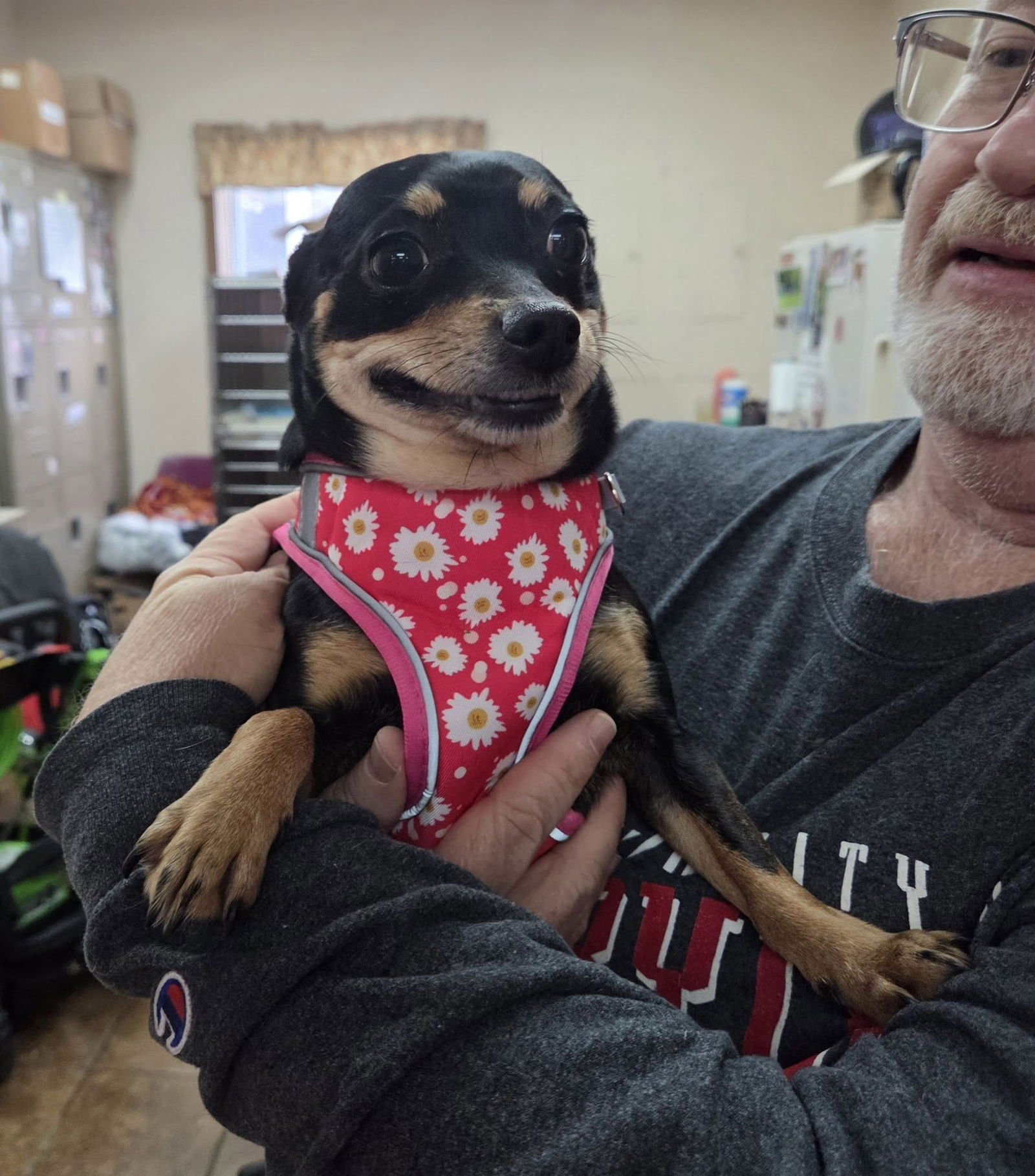 BETTY BOOP - Chihuahua available for adoption