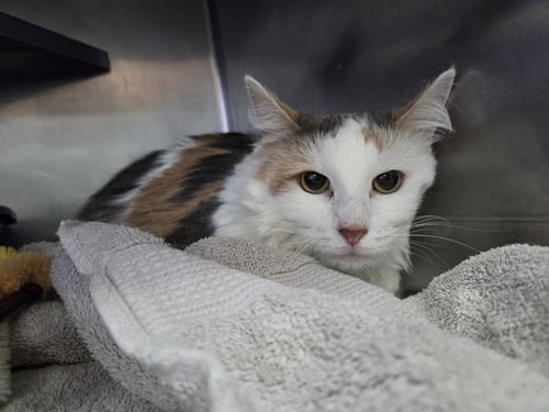 MOLLY - Domestic Long Hair / Calico available for adoption