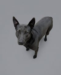 Adonis - Photo 1