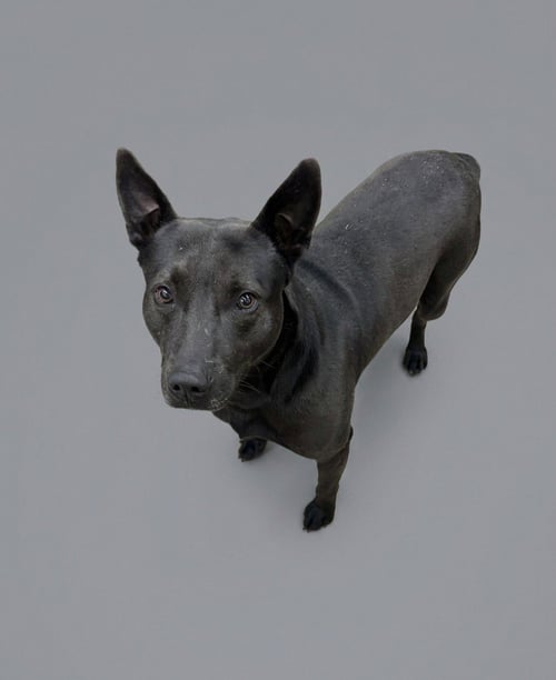 ADONIS - Pit Bull Terrier available for adoption