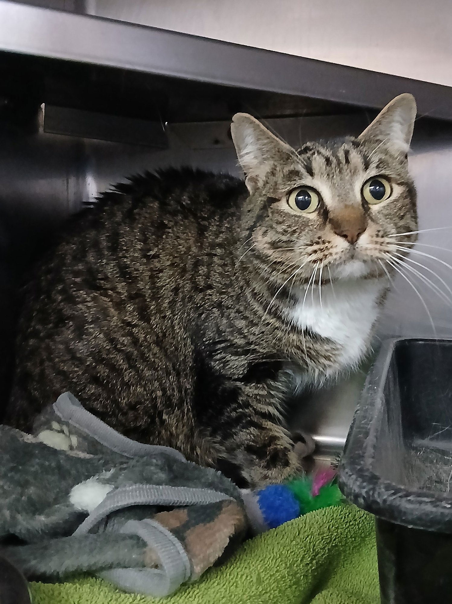 MISSY - Tabby available for adoption