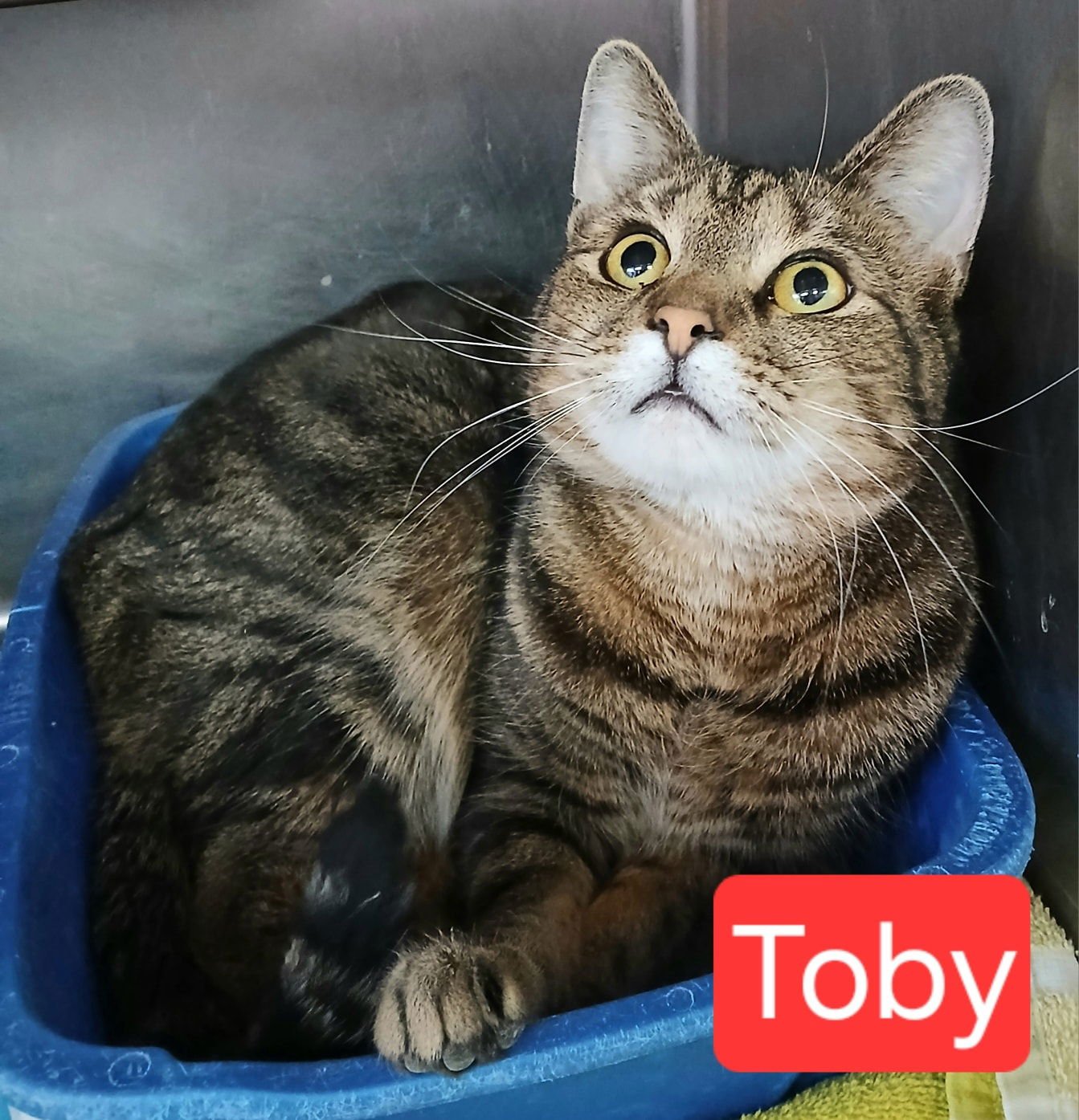 TOBY - Tabby available for adoption