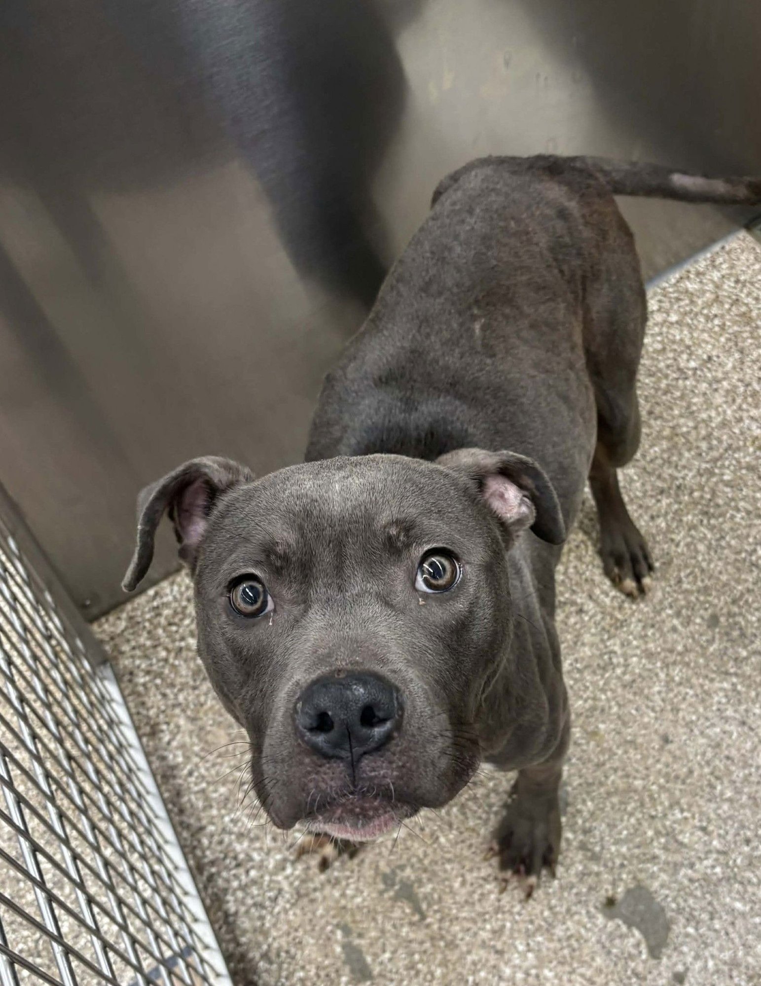 CONWAY BLUE - Pit Bull Terrier available for adoption