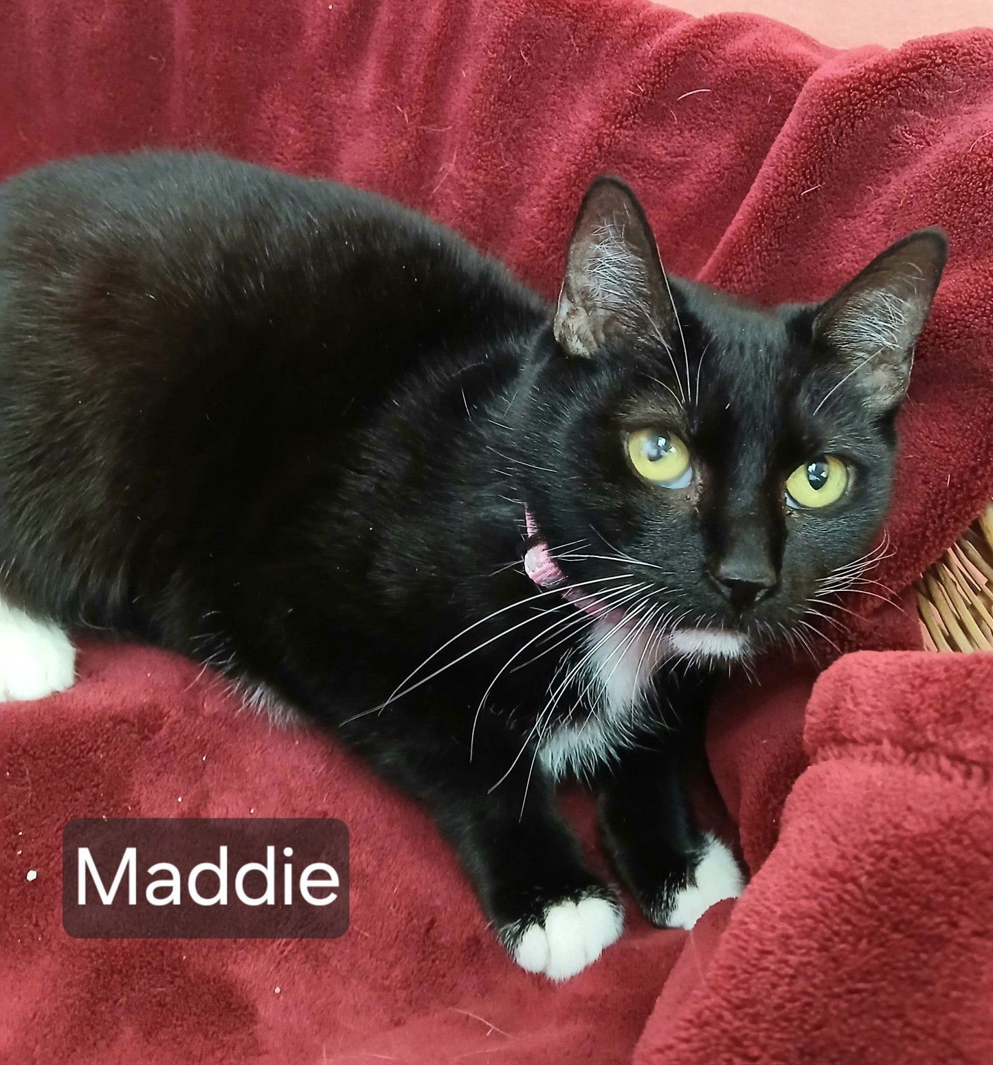 MADDIE - Domestic Short Hair available for adoption