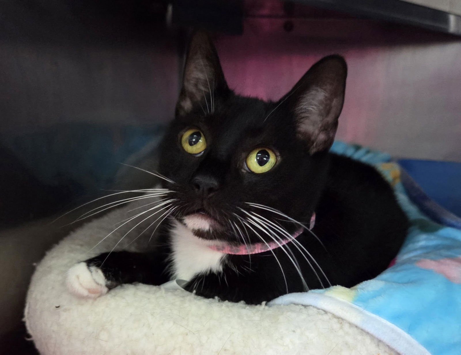 MADDIE - Domestic Short Hair available for adoption