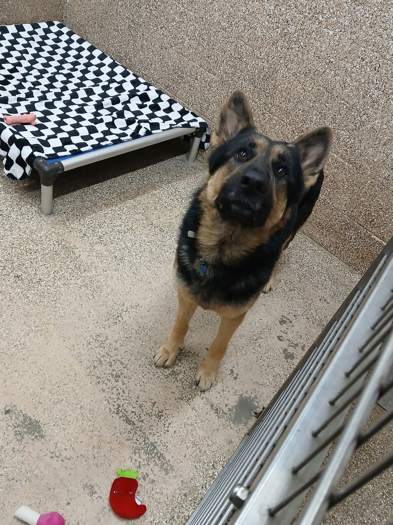 FINNIGAN - German Shepherd Dog available for adoption