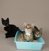 Sweet Kittens! - Photo 1