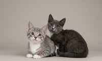 Sweet Kittens! - Photo 2