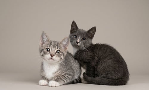 SWEET KITTENS! - Tabby available for adoption