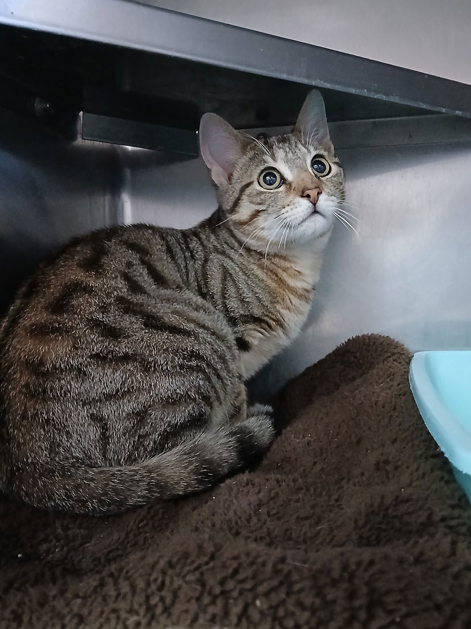 LANCE - Tabby available for adoption