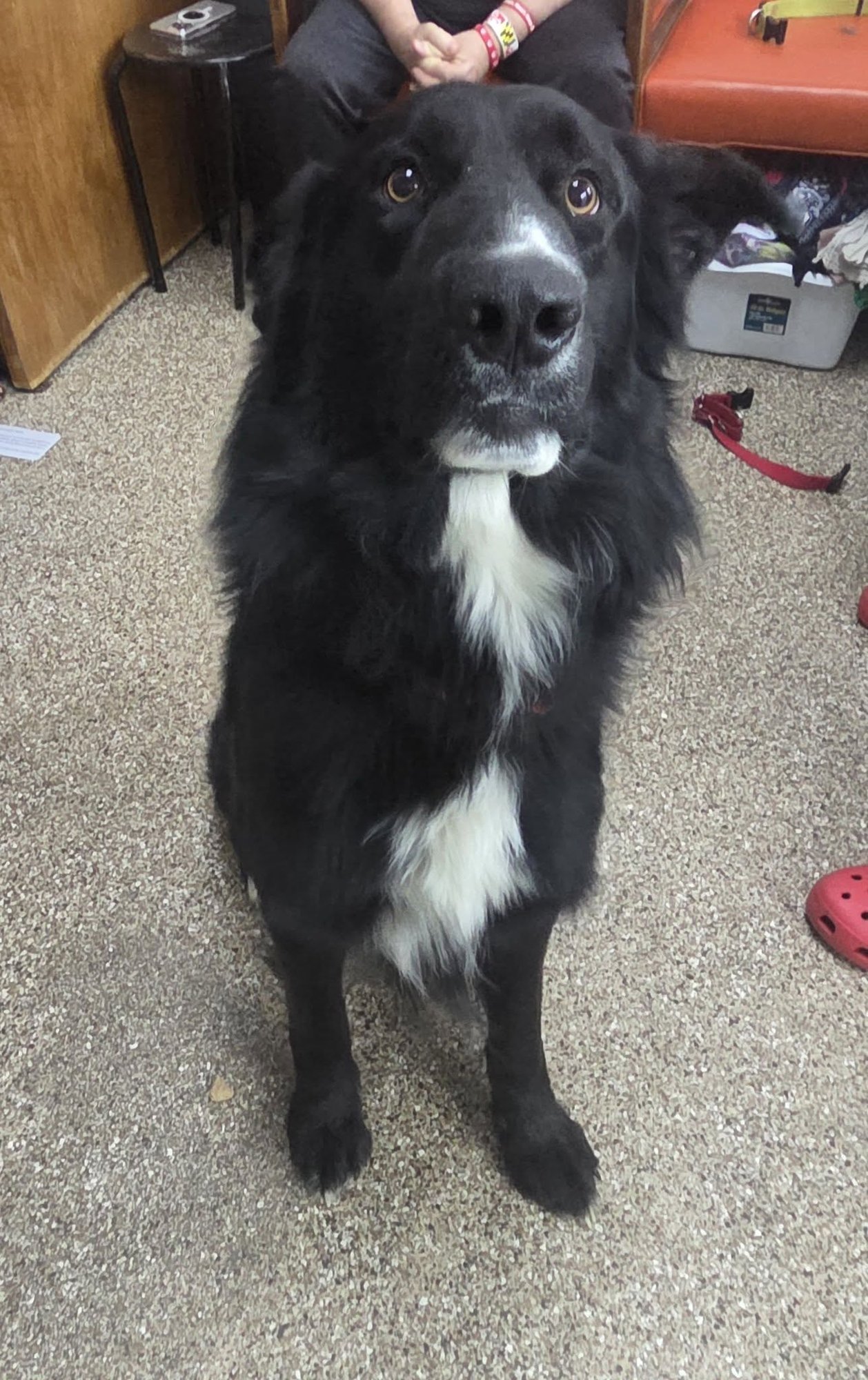 BEAR - German Shepherd Dog / Border Collie available for adoption