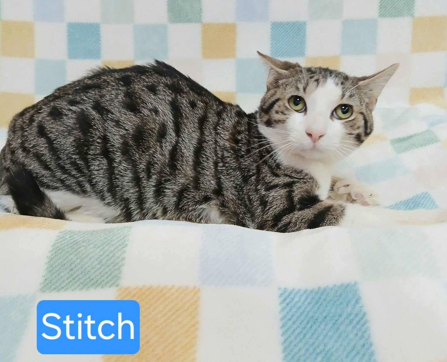 STITCH - Tabby available for adoption
