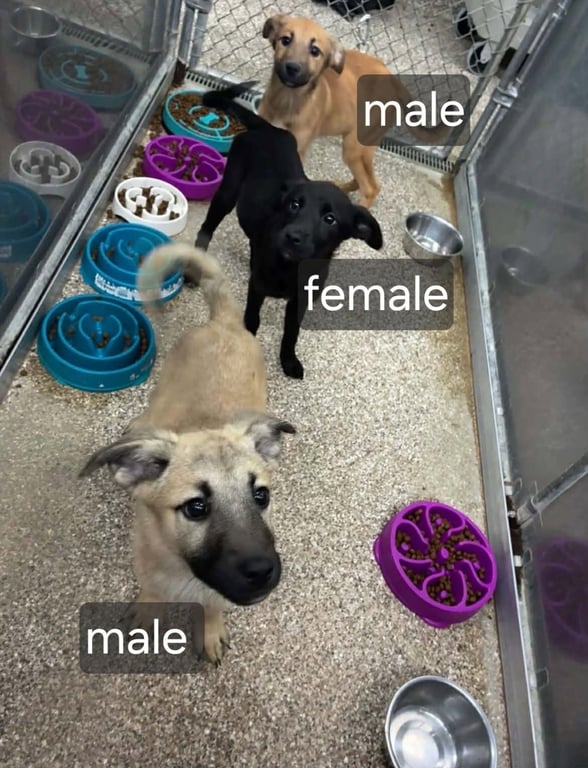 Black Lab Shep.Mix Pups Image