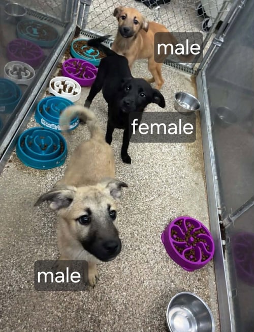 BLACK LAB SHEP.MIX PUPS - Black Labrador Retriever / German Shepherd Dog available for adoption