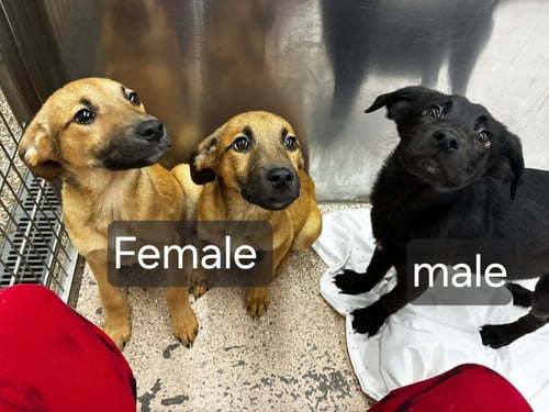 BLACK LAB SHEP.MIX PUPS - Black Labrador Retriever / German Shepherd Dog available for adoption