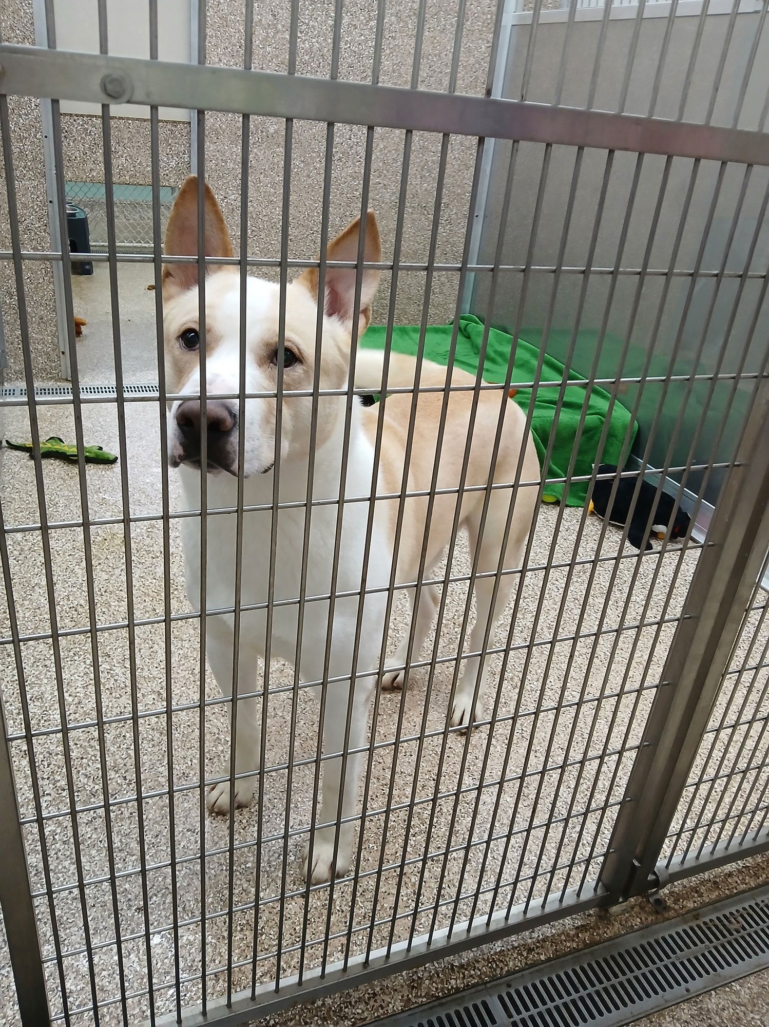 REX - German Shepherd Dog available for adoption