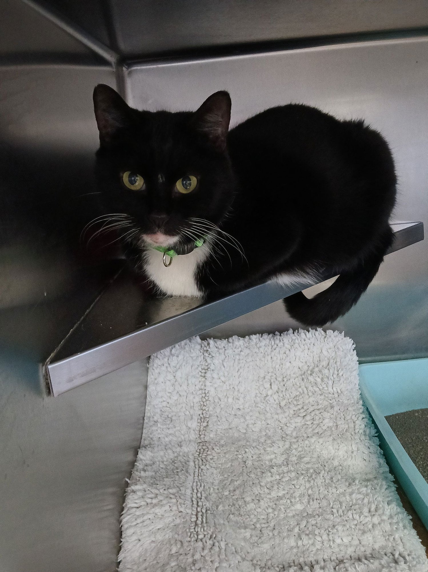 BOOTS - Tuxedo available for adoption