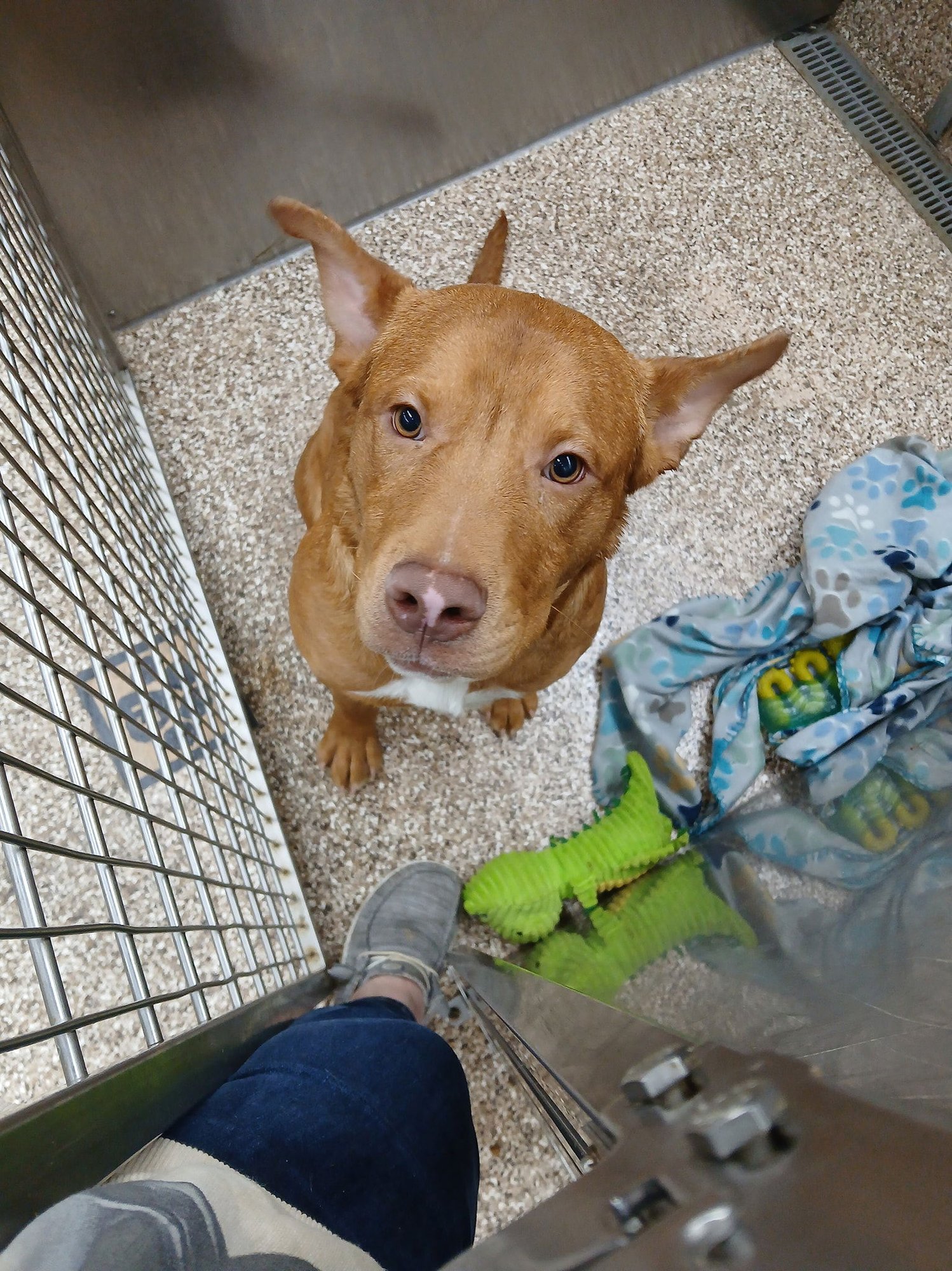 COORS - Pit Bull Terrier available for adoption