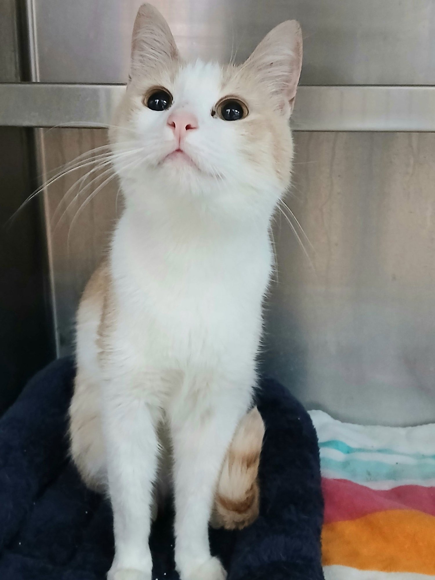 PUMPKIN - Tabby available for adoption