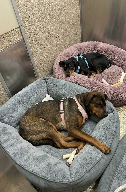 BANDIT - Hound available for adoption