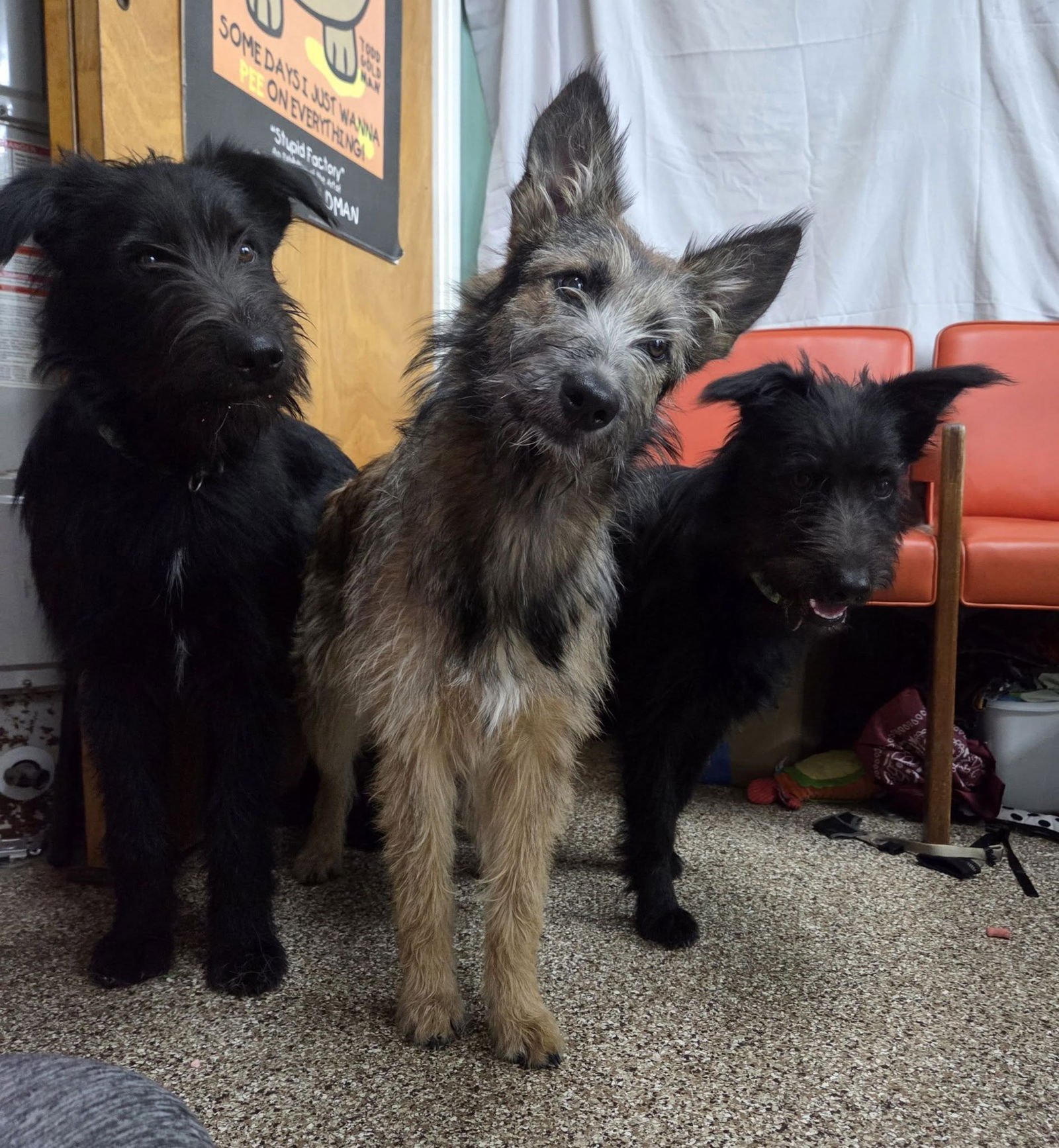 ALFRED,  AND CHIP - Terrier available for adoption