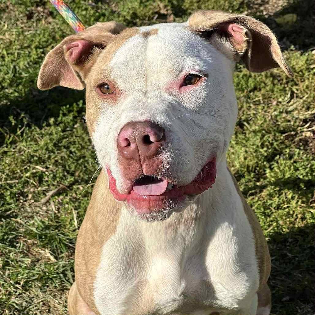 ATLAS - Pit Bull Terrier available for adoption