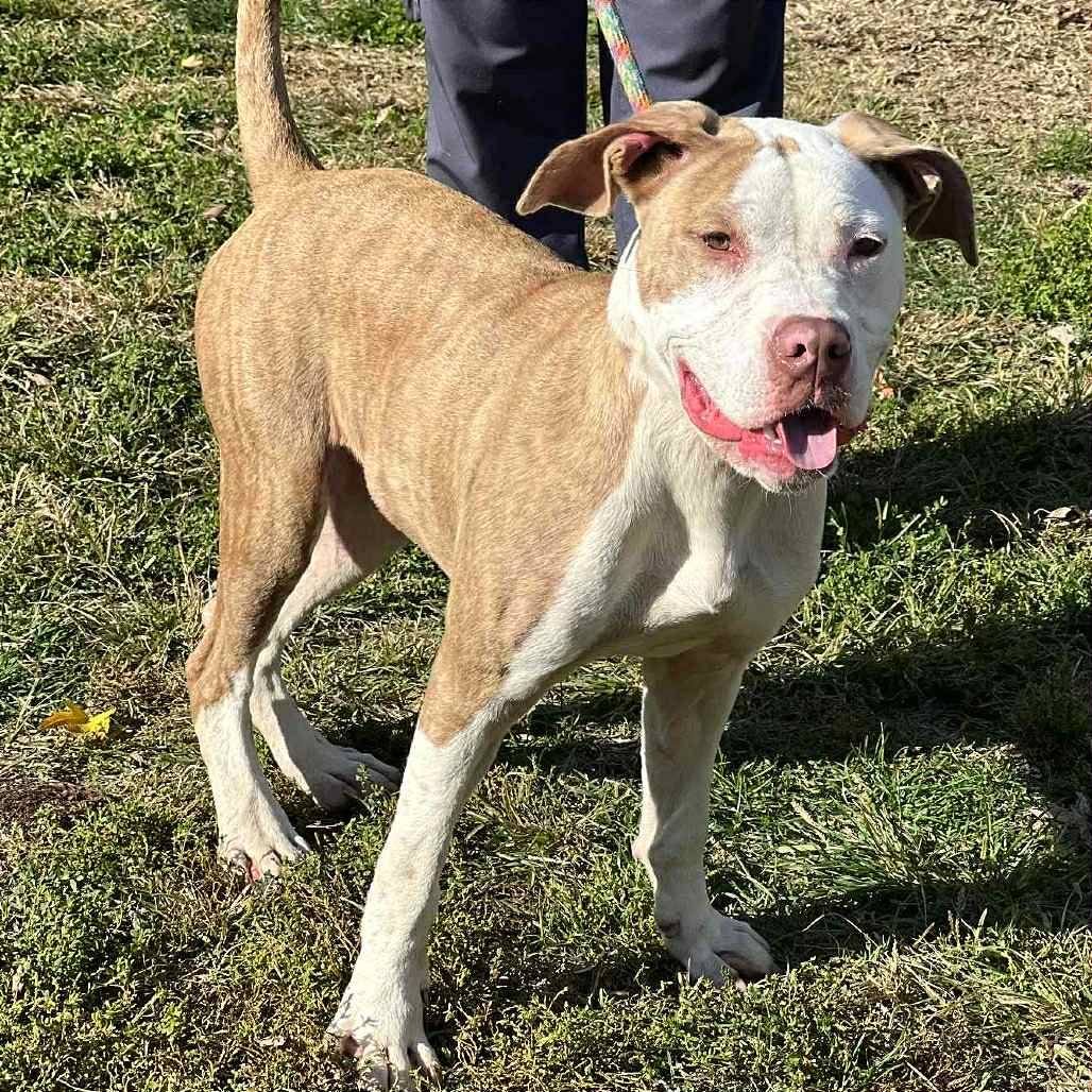 ATLAS - Pit Bull Terrier available for adoption