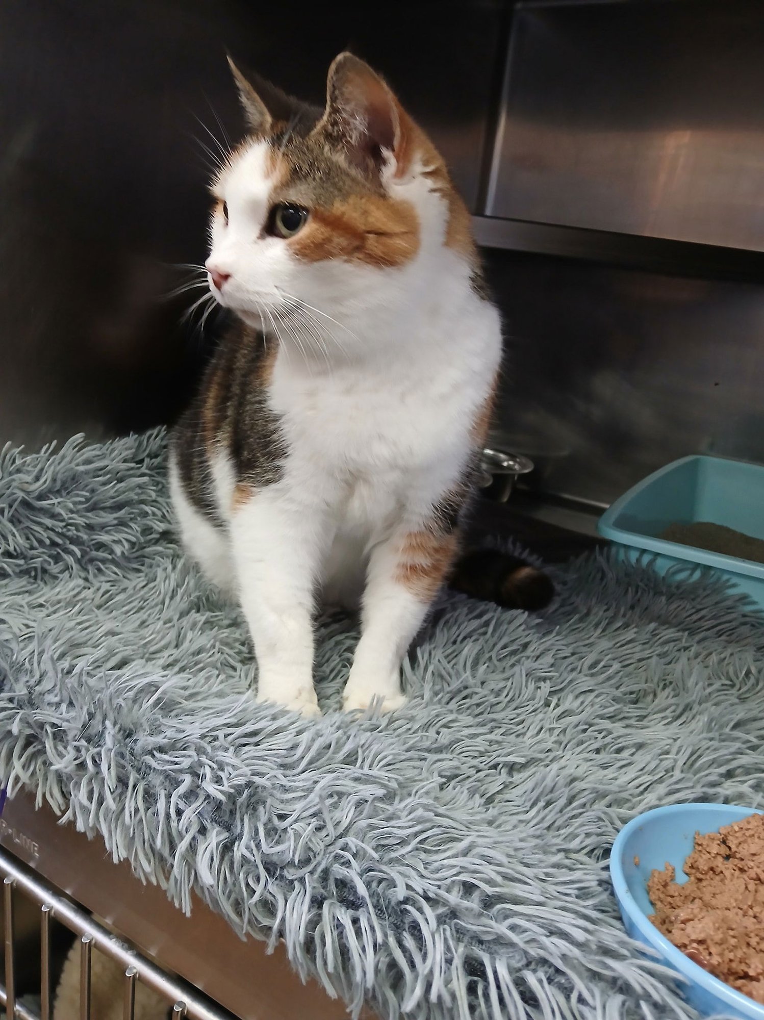 DORIS - Calico available for adoption