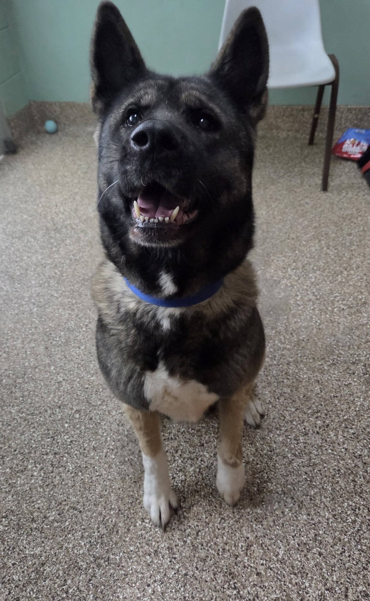 MYA - Akita available for adoption