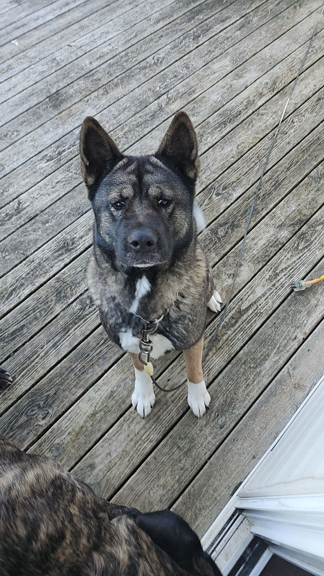 MYA - Akita available for adoption