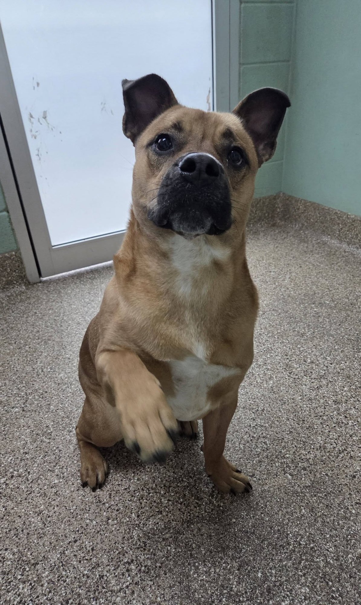 GRUNK - Pit Bull Terrier available for adoption