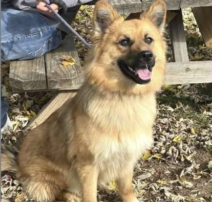 SOPHIE - German Shepherd Dog available for adoption