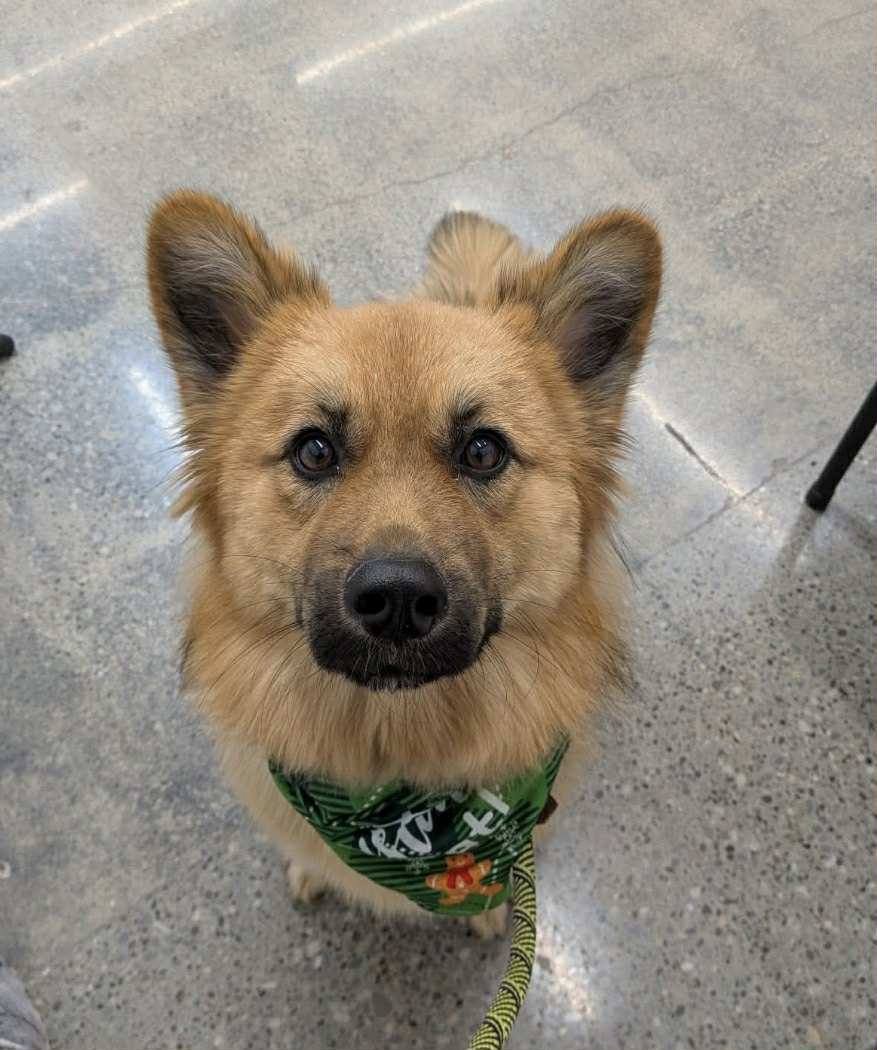 SOPHIE - German Shepherd Dog available for adoption