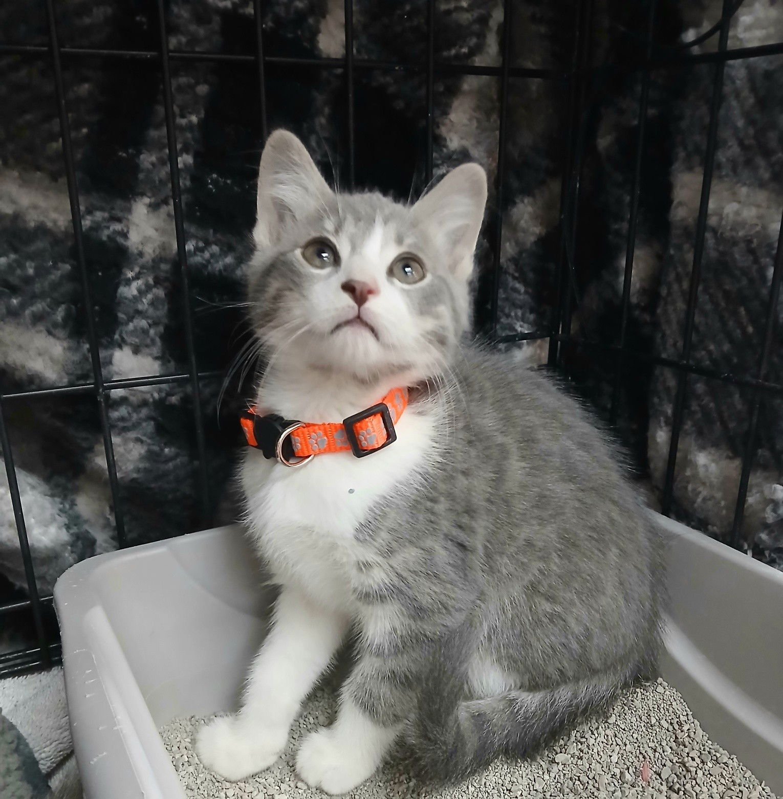 DARLA - Tabby available for adoption