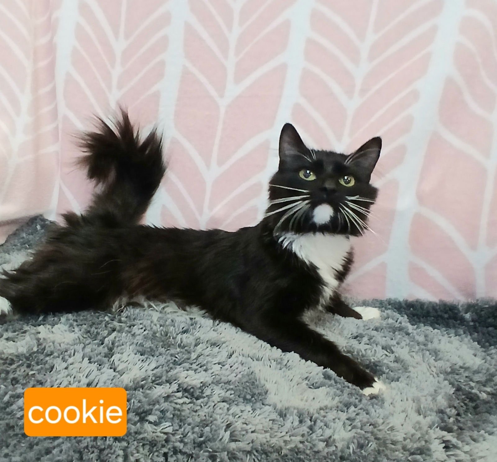 COOKIE - Domestic Medium Hair available for adoption