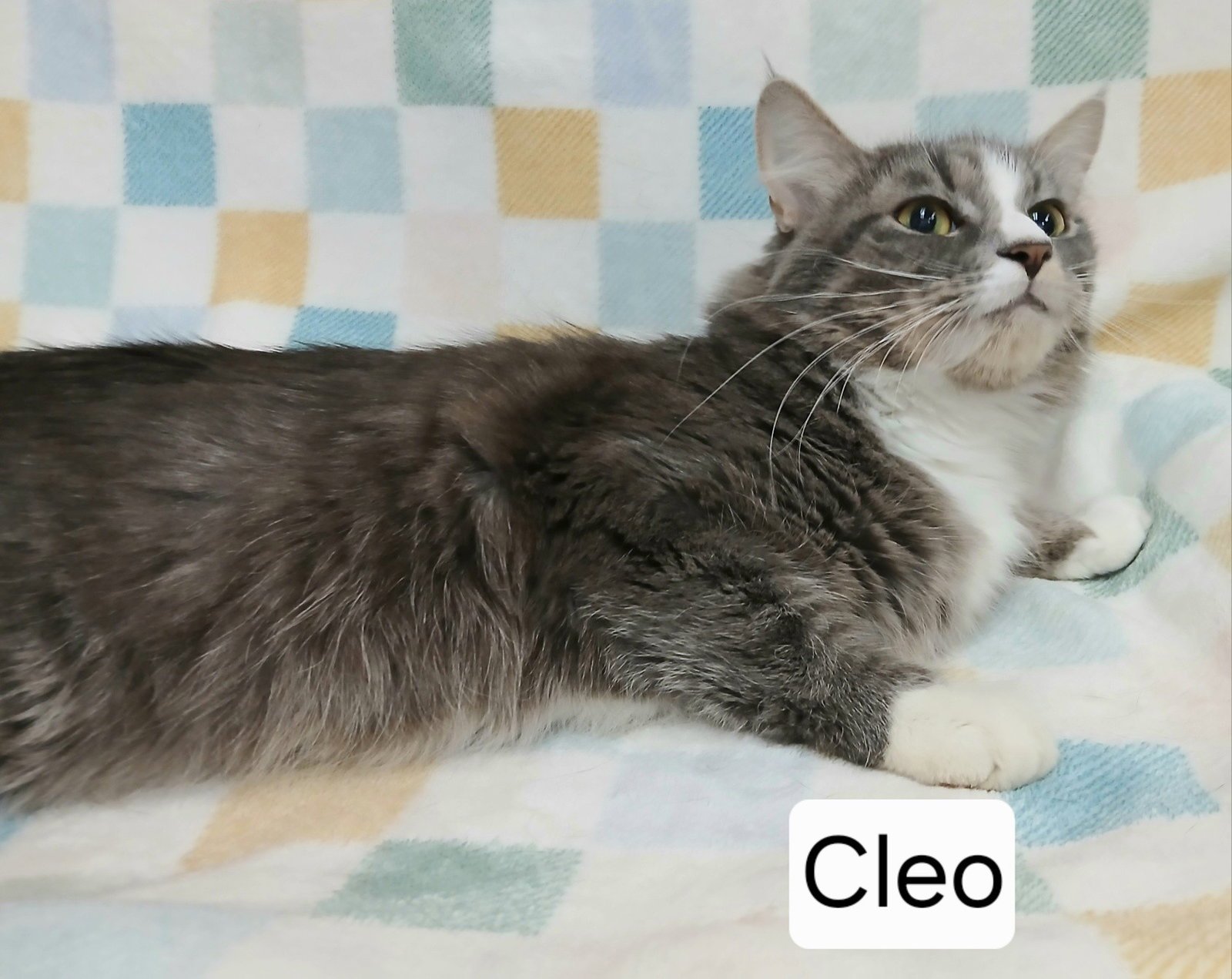 CLEO - Domestic Long Hair available for adoption