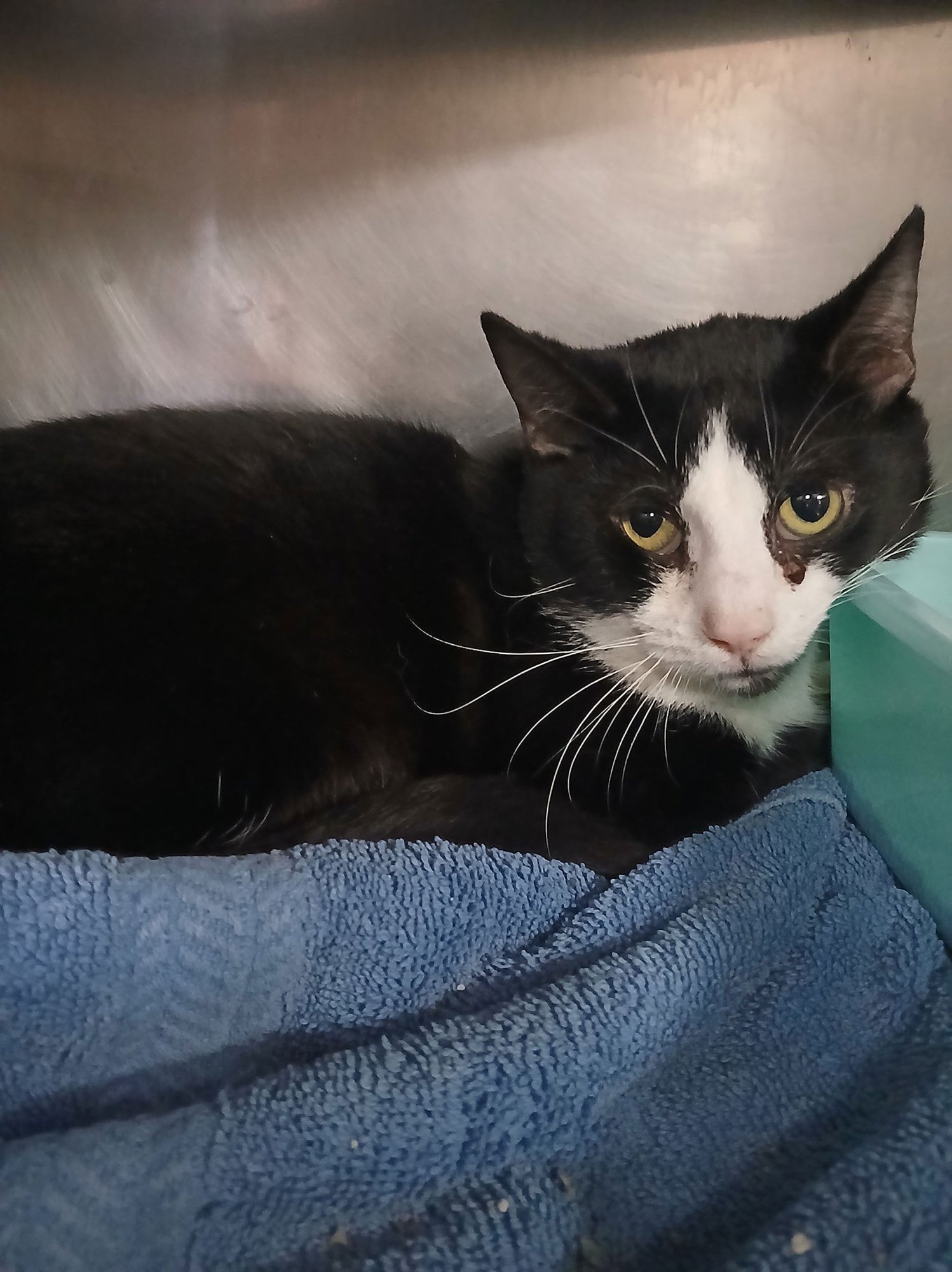 MANNY - Tuxedo available for adoption