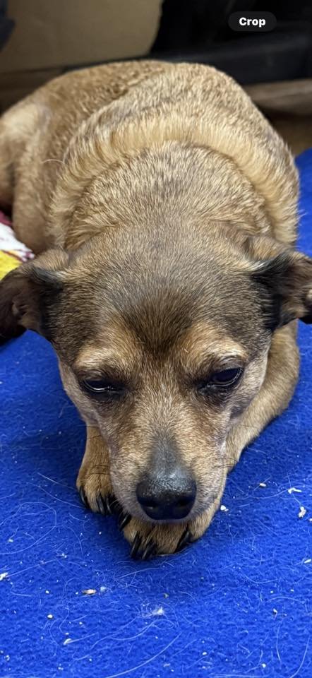 FINSTER - Chihuahua / Jack Russell Terrier available for adoption