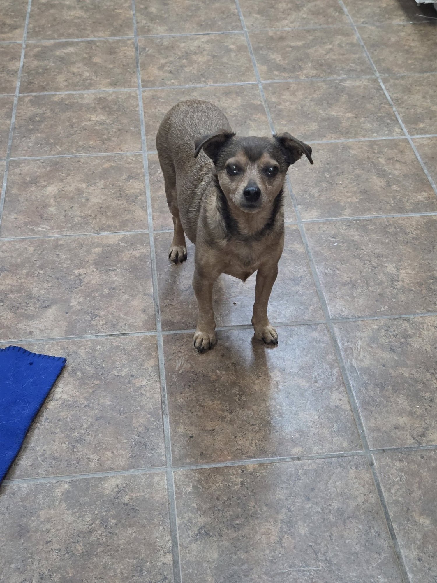 FINSTER - Chihuahua / Jack Russell Terrier available for adoption