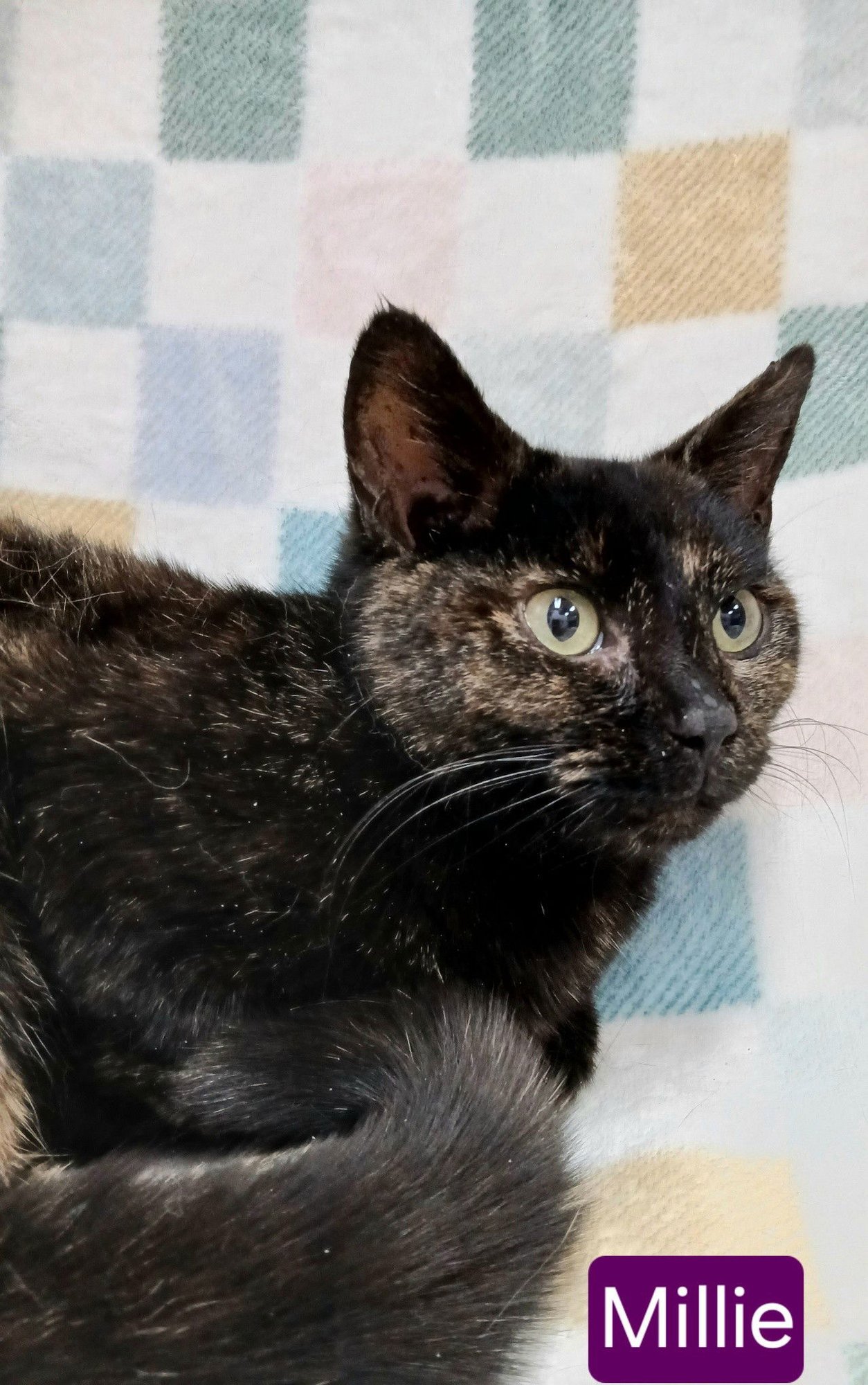 MILLIE - Tortoiseshell available for adoption