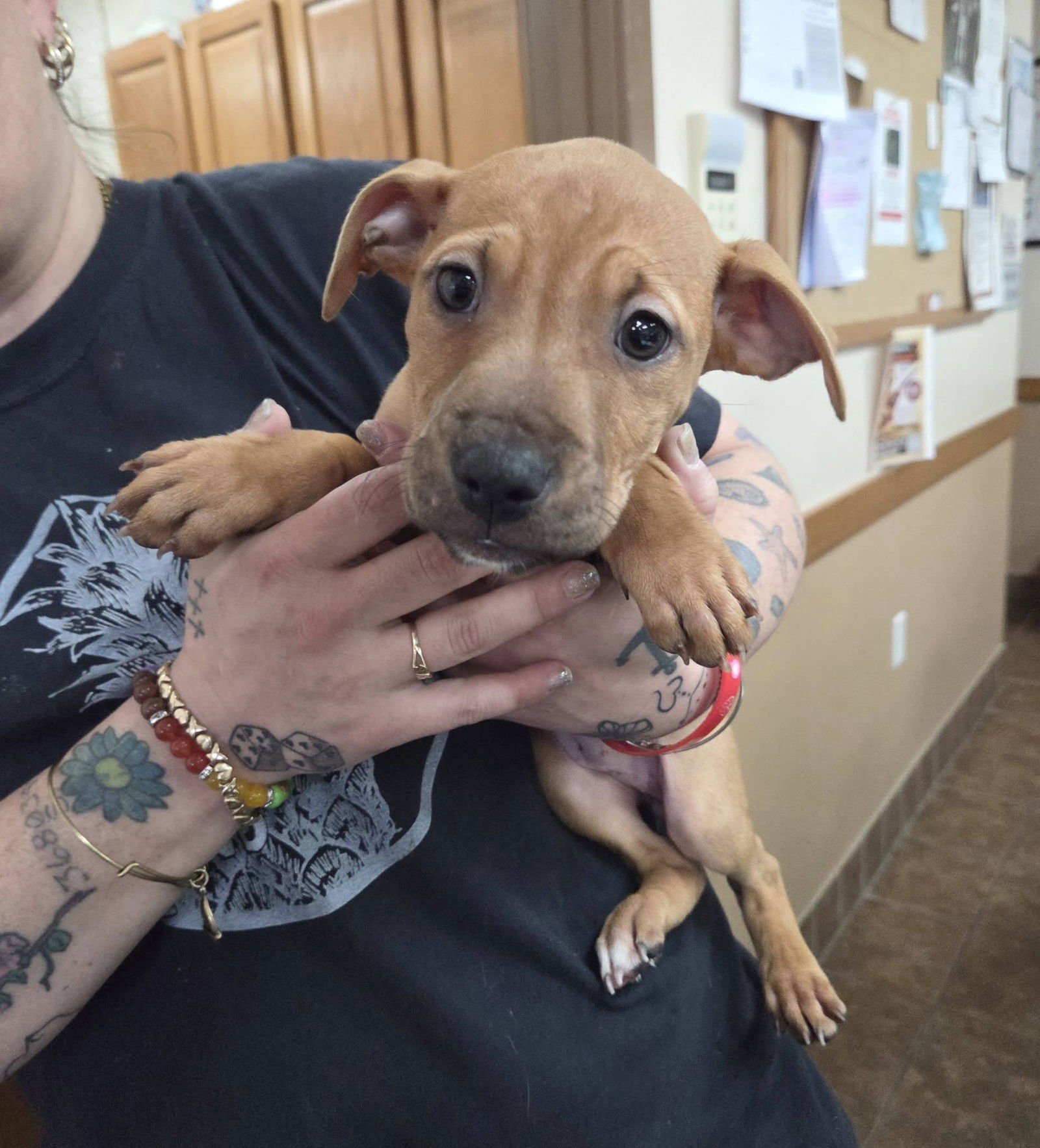 BASHFUL AND SNEEZY - Pit Bull Terrier available for adoption