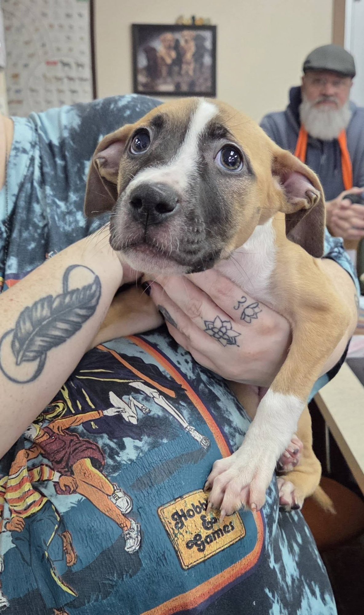 BASHFUL AND SNEEZY - Pit Bull Terrier available for adoption