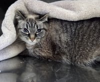 Siamese Mix Girl - Photo 1