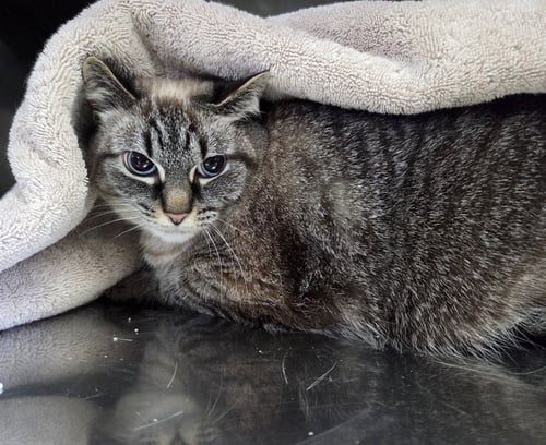 SIAMESE MIX GIRL - Siamese / Tabby available for adoption